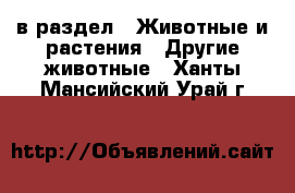  в раздел : Животные и растения » Другие животные . Ханты-Мансийский,Урай г.